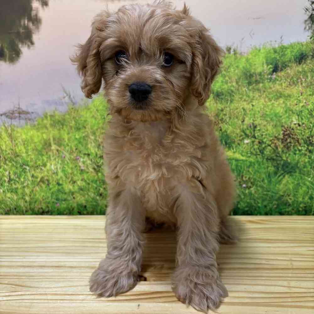 Male Cavapoo Puppy for Sale in Lee's Summit, MO