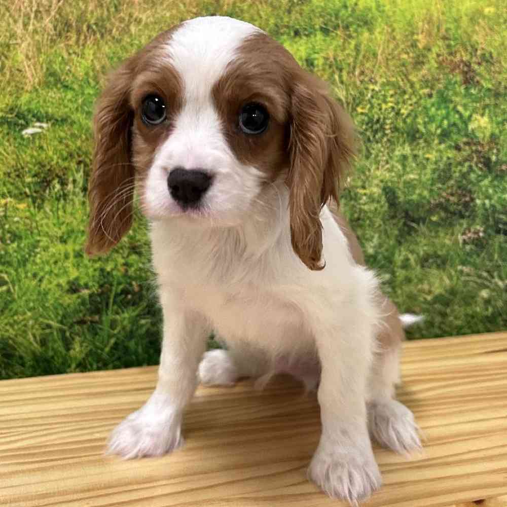 Male Cavalier King Charles Spaniel Puppy for Sale in Lee's Summit, MO