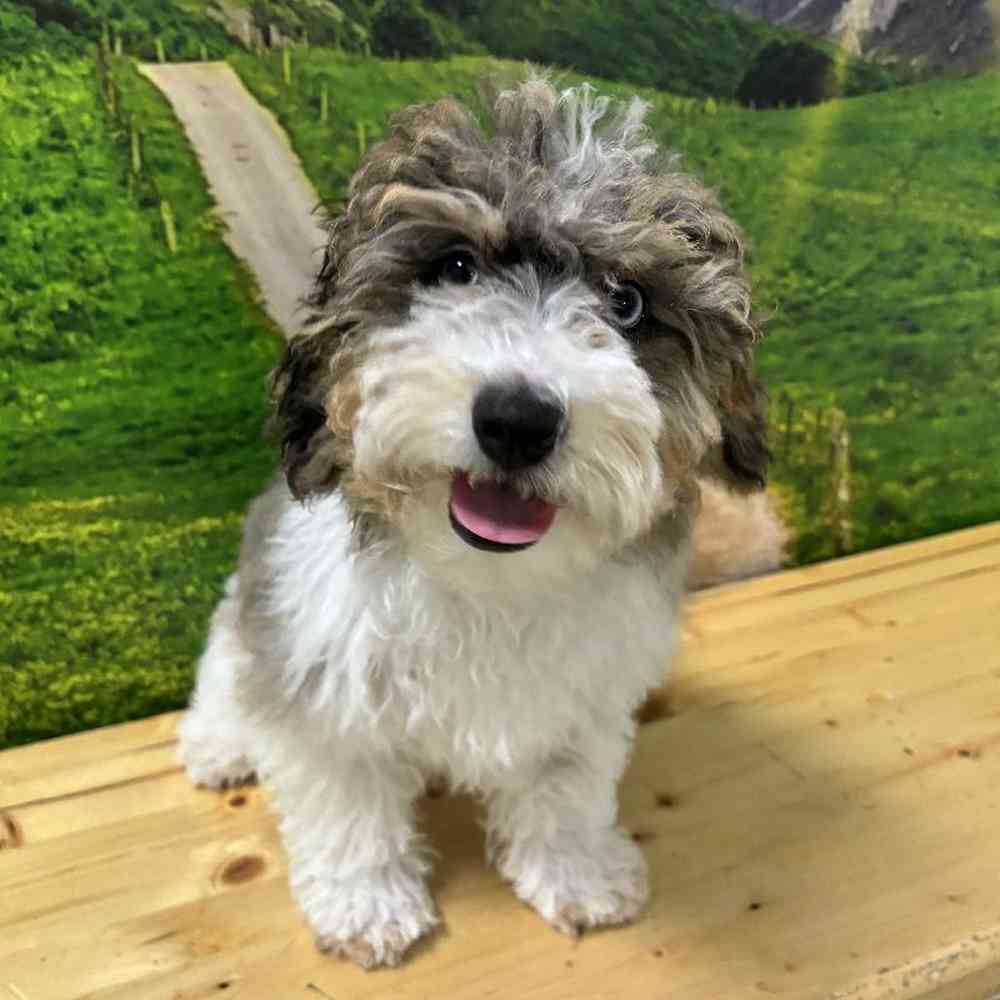 Male Havapoo Puppy for Sale in Lee's Summit, MO