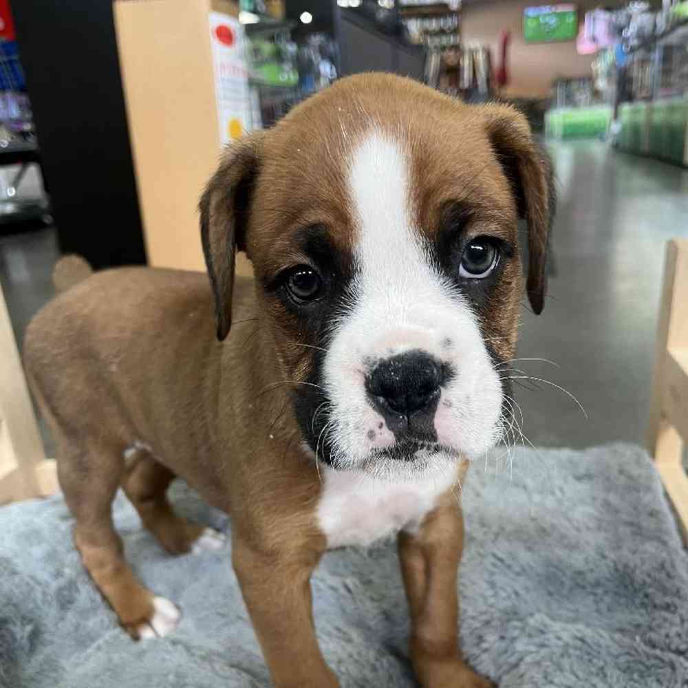 Female Boxer Puppy for Sale in Lee's Summit, MO