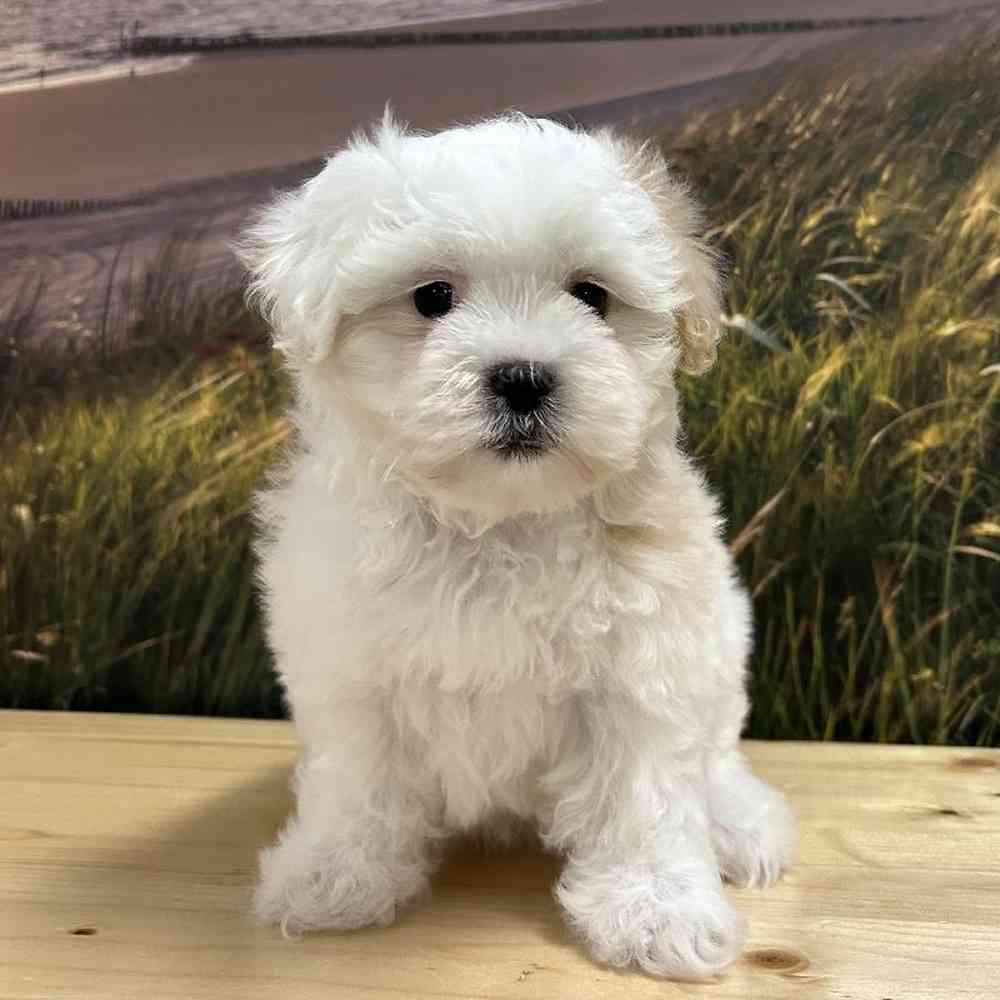 Female Maltese-Lhasa Apso Puppy for Sale in Lee's Summit, MO
