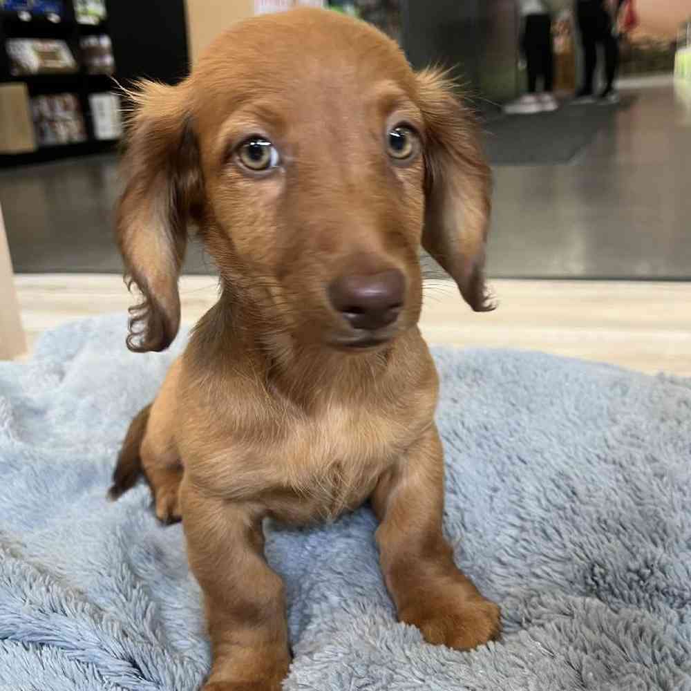 Male Dachshund Puppy for Sale in Lee's Summit, MO