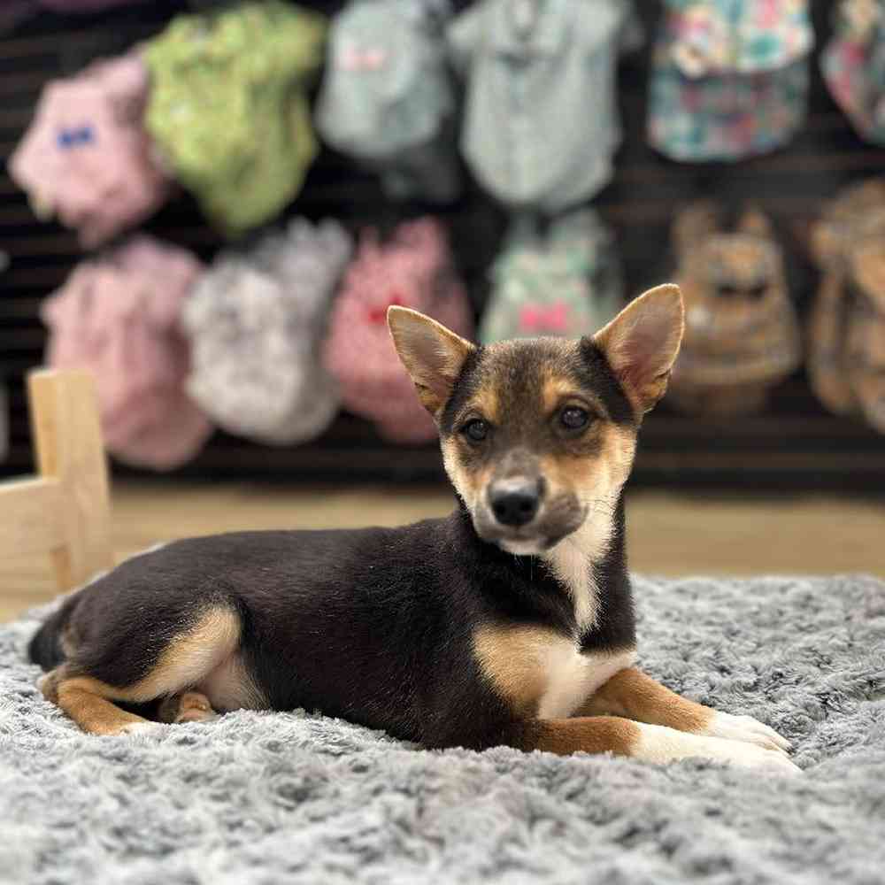 Female Shiba Inu Puppy for Sale in Lee's Summit, MO