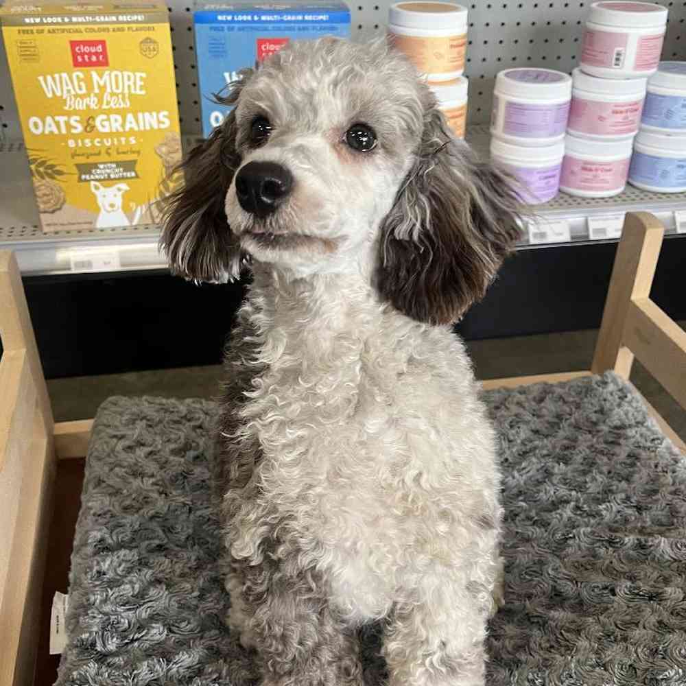 Female Poodle Puppy for Sale in Lee's Summit, MO