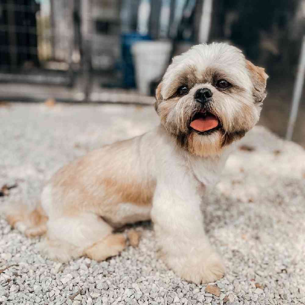 Male Shih Tzu (Adoption) Adoption Dog for Sale in Lee's Summit, MO