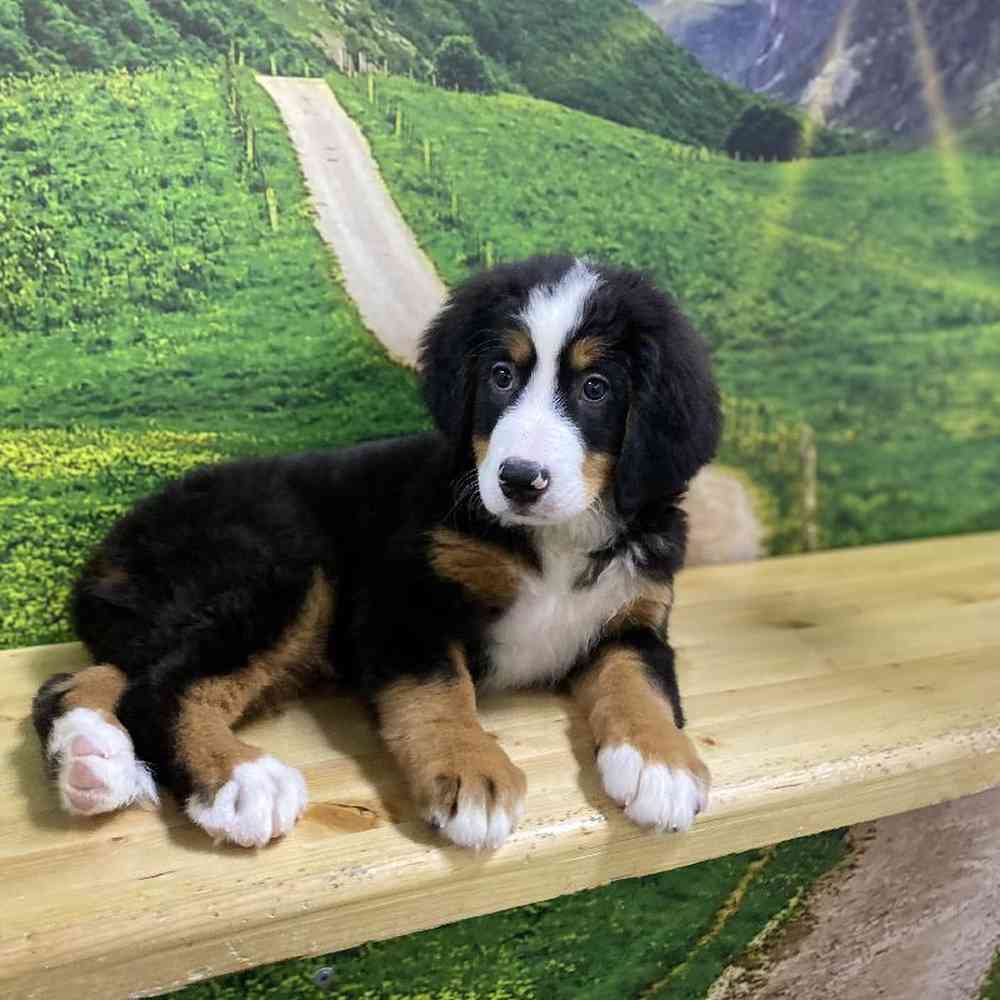 Female Bernese Mountain Dog Puppy for Sale in Lee's Summit, MO
