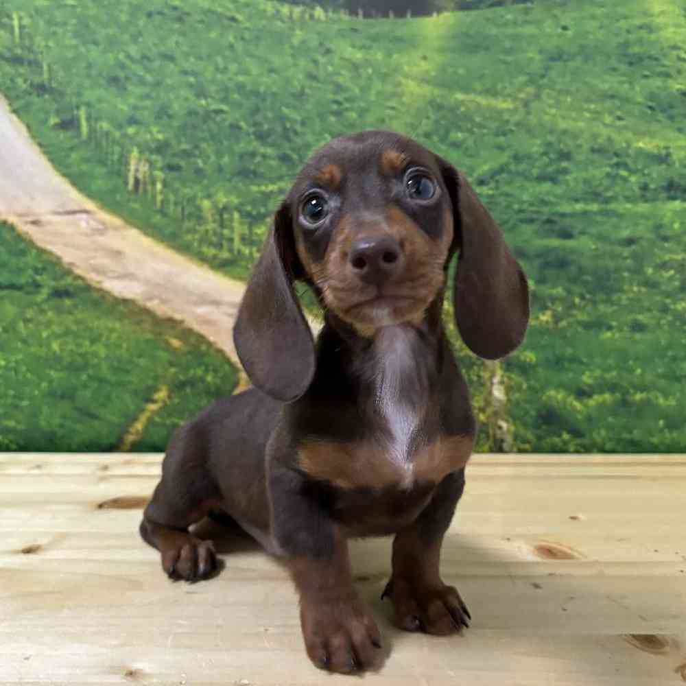 Male Dachshund Puppy for Sale in Lee's Summit, MO