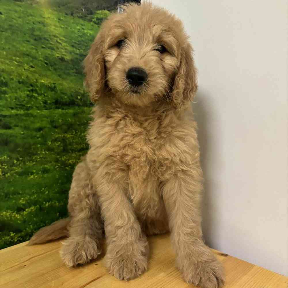 Female Goldendoodle Puppy for Sale in Lee's Summit, MO