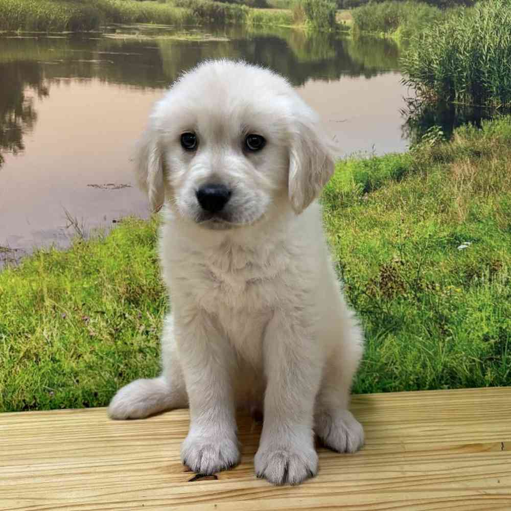 Male Golden Retriever Puppy for Sale in Lee's Summit, MO