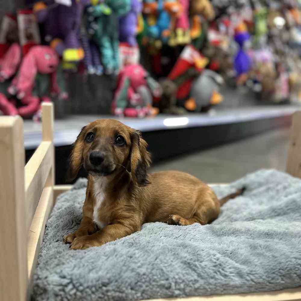 Female Dachshund Puppy for Sale in Lee's Summit, MO