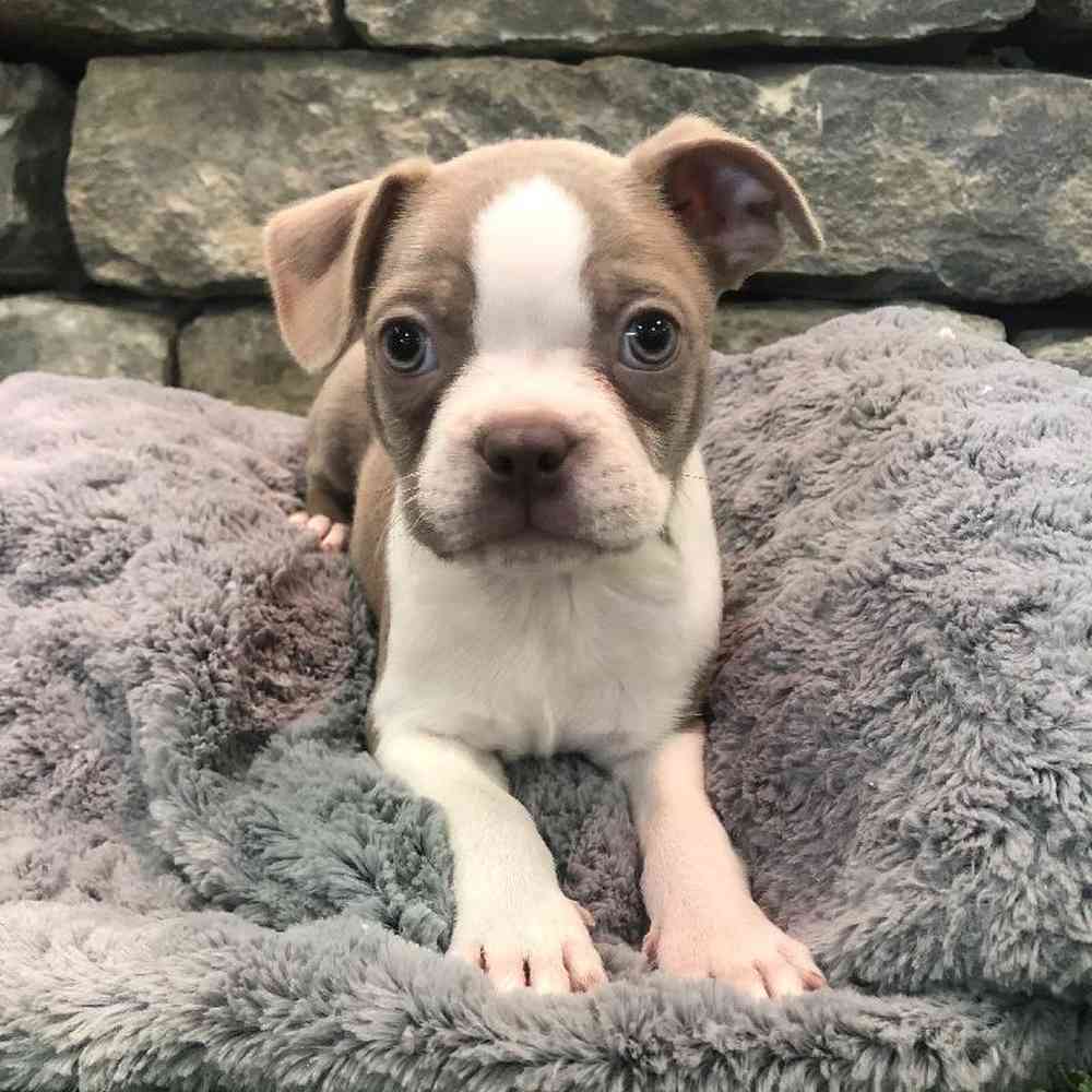 Male Boston Terrier Puppy for Sale in Lee's Summit, MO