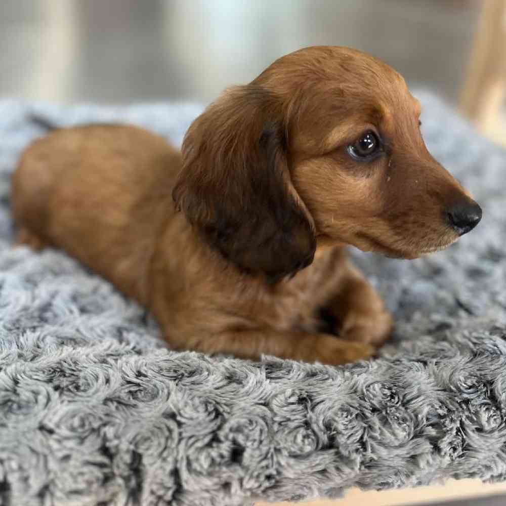 Male Dachshund Puppy for Sale in Lee's Summit, MO