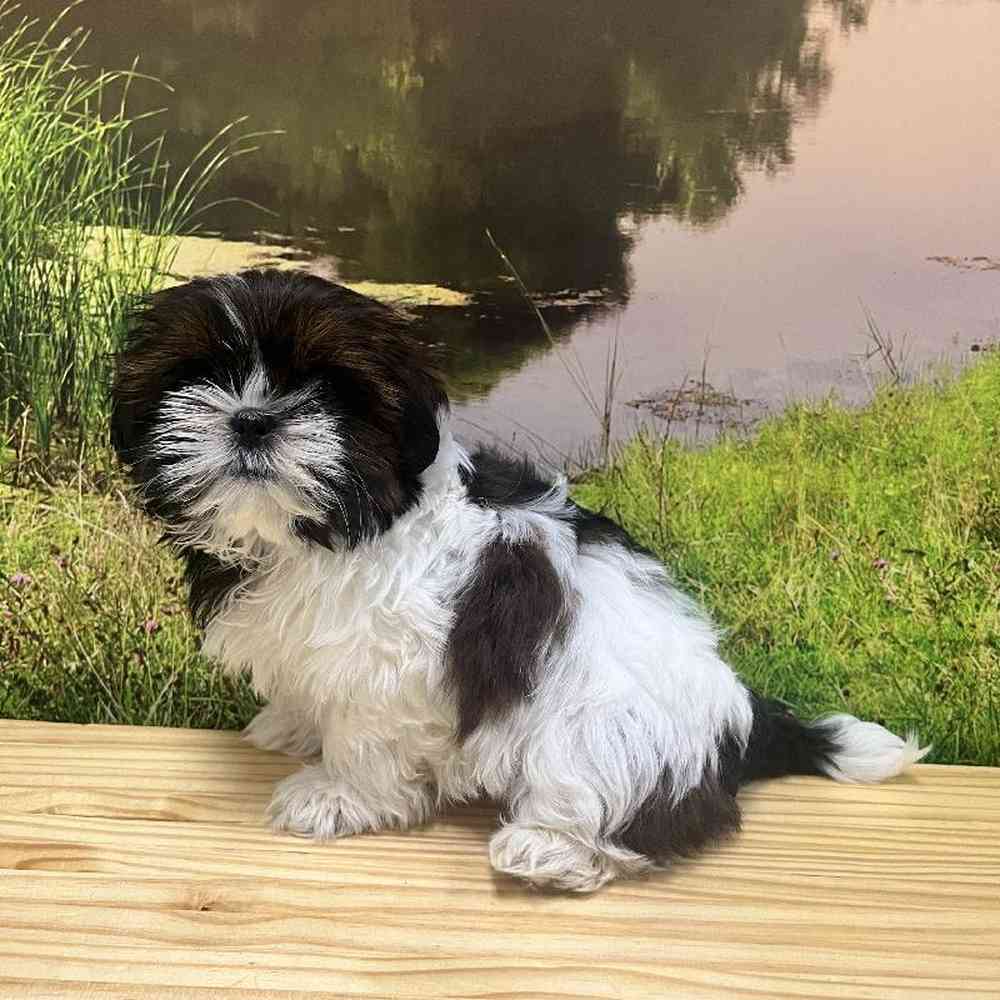 Shih Tzu For Sale Summit Zoo
