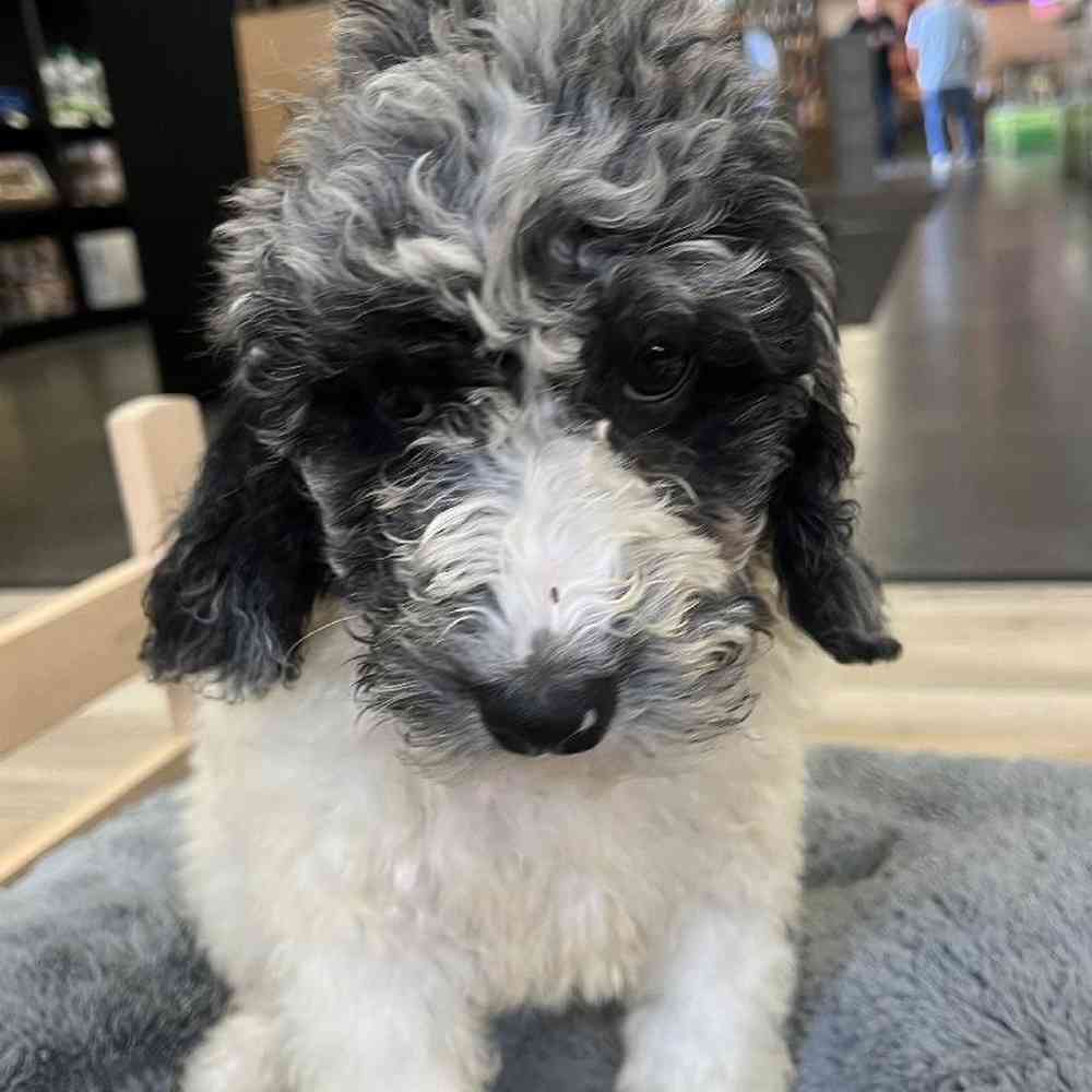 goldendoodle-for-sale-summit-zoo