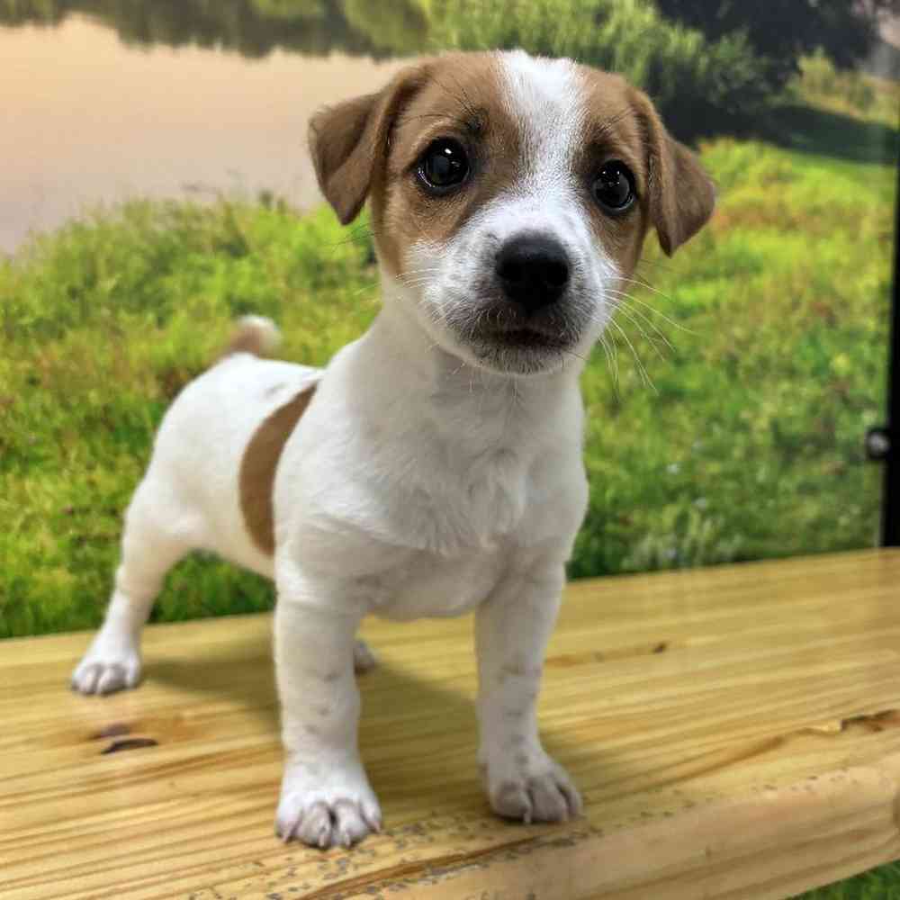 Male Jack Russell Terrier Puppy for Sale in Lee's Summit, MO