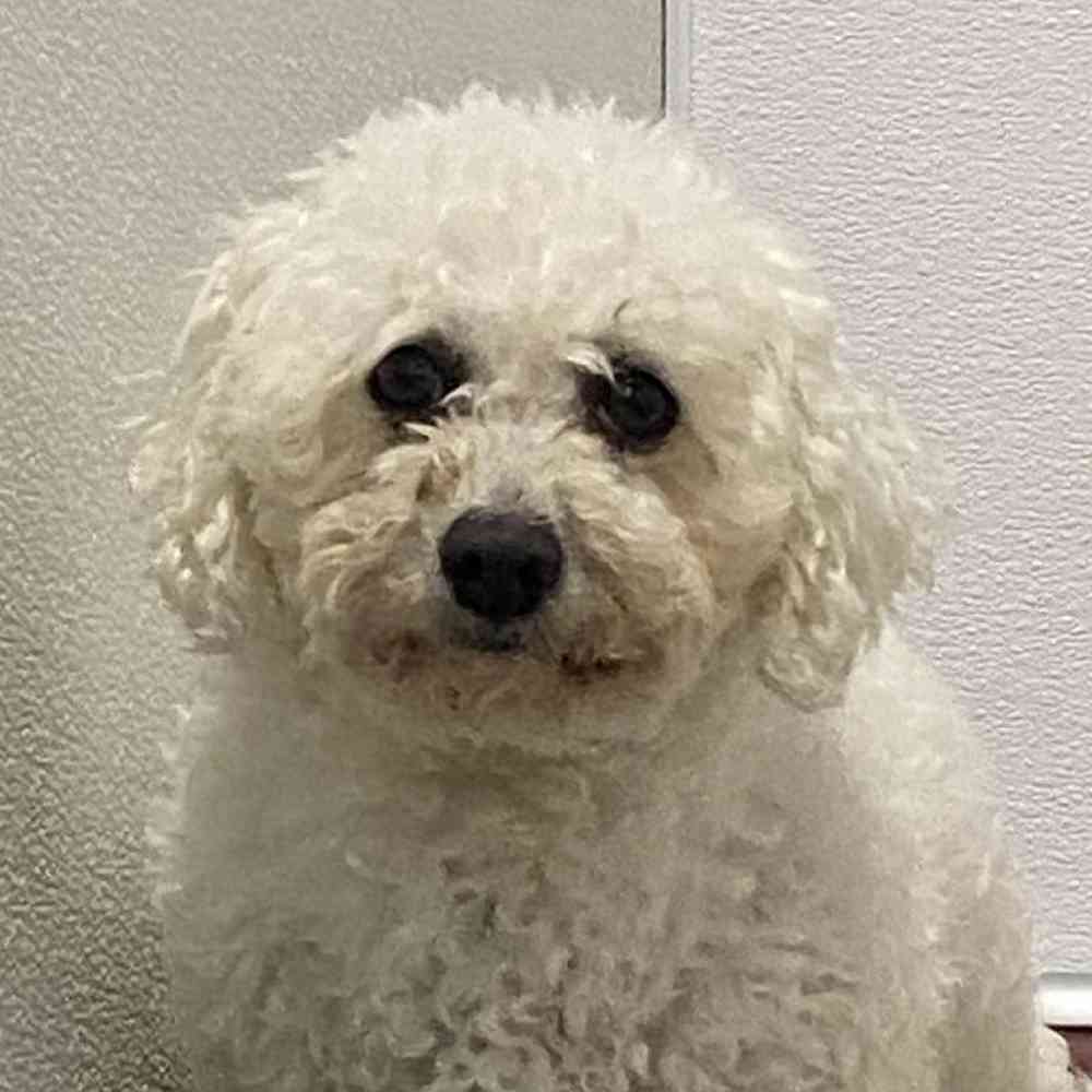 Female Bichon (Adoption) Puppy for Sale in Lee's Summit, MO