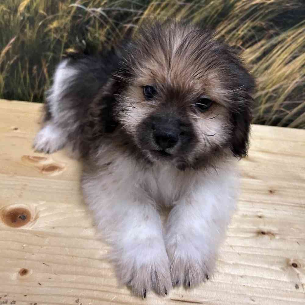 Male Shiranian Puppy for Sale in Lee's Summit, MO