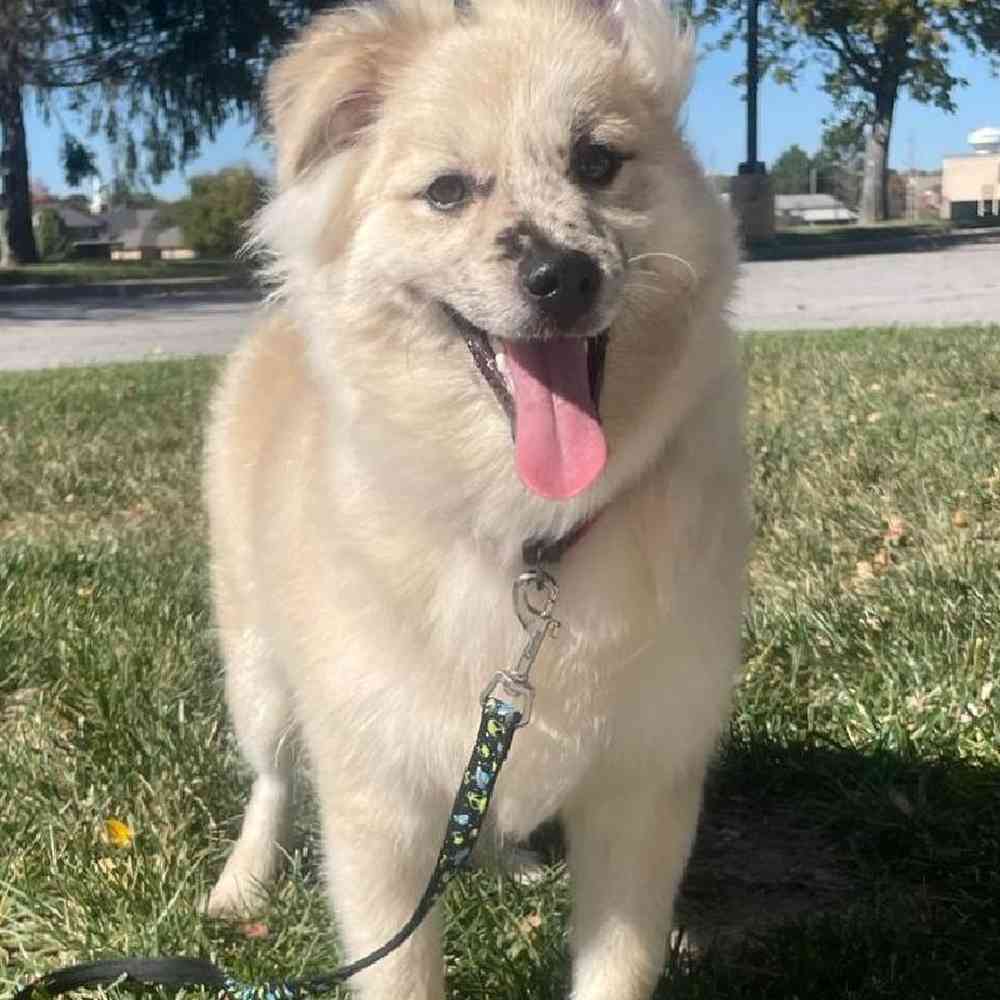 Male Pomsky Puppy for Sale in Lee's Summit, MO