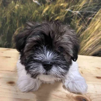 Male Havanese Puppy for Sale in Lee's Summit, MO