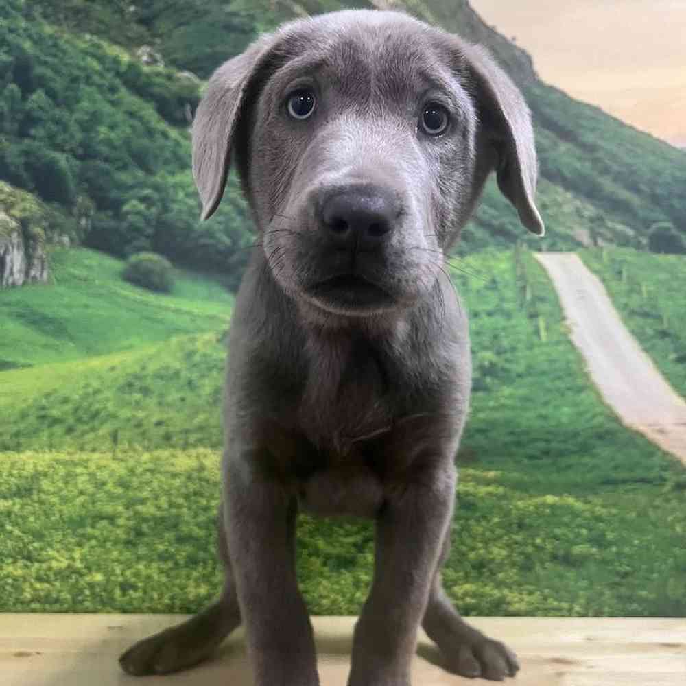 Female Labrador Retriever Puppy for Sale in Lee's Summit, MO