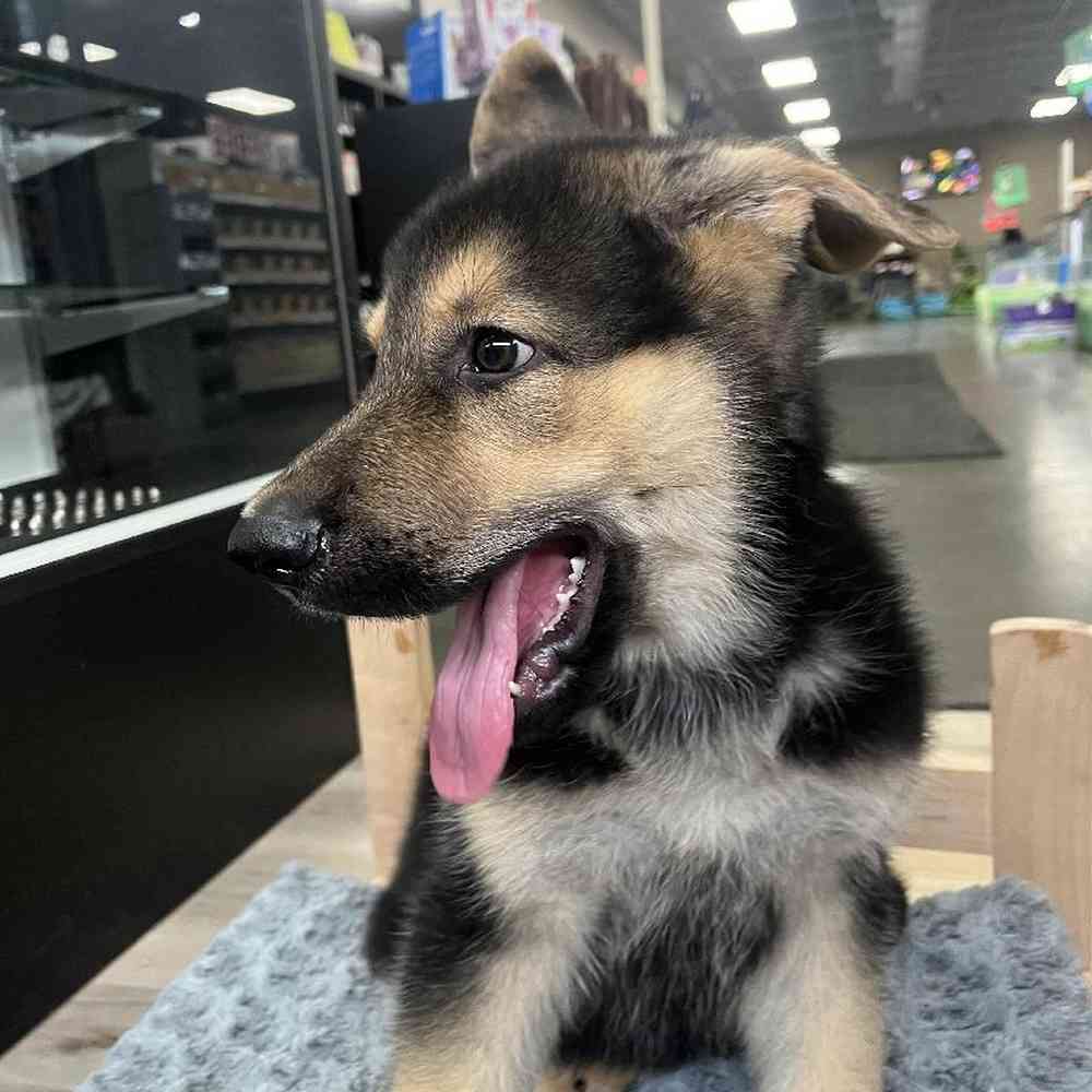 Male German Shepherd Puppy for Sale in Lee's Summit, MO
