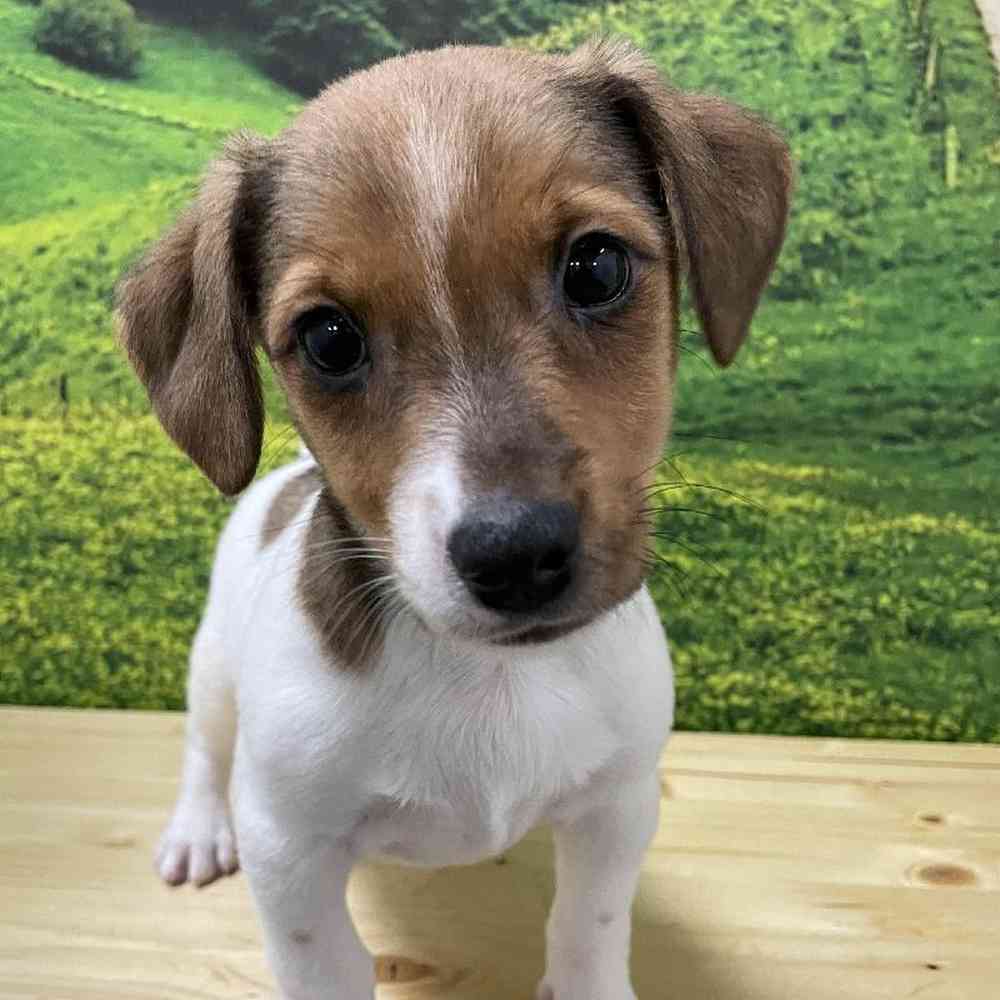 Male Jack Russell Terrier Puppy for Sale in Lee's Summit, MO
