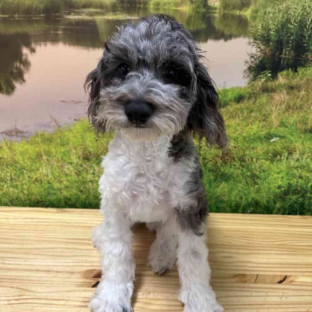 Male Cockapoo Puppy for Sale in Lee's Summit, MO