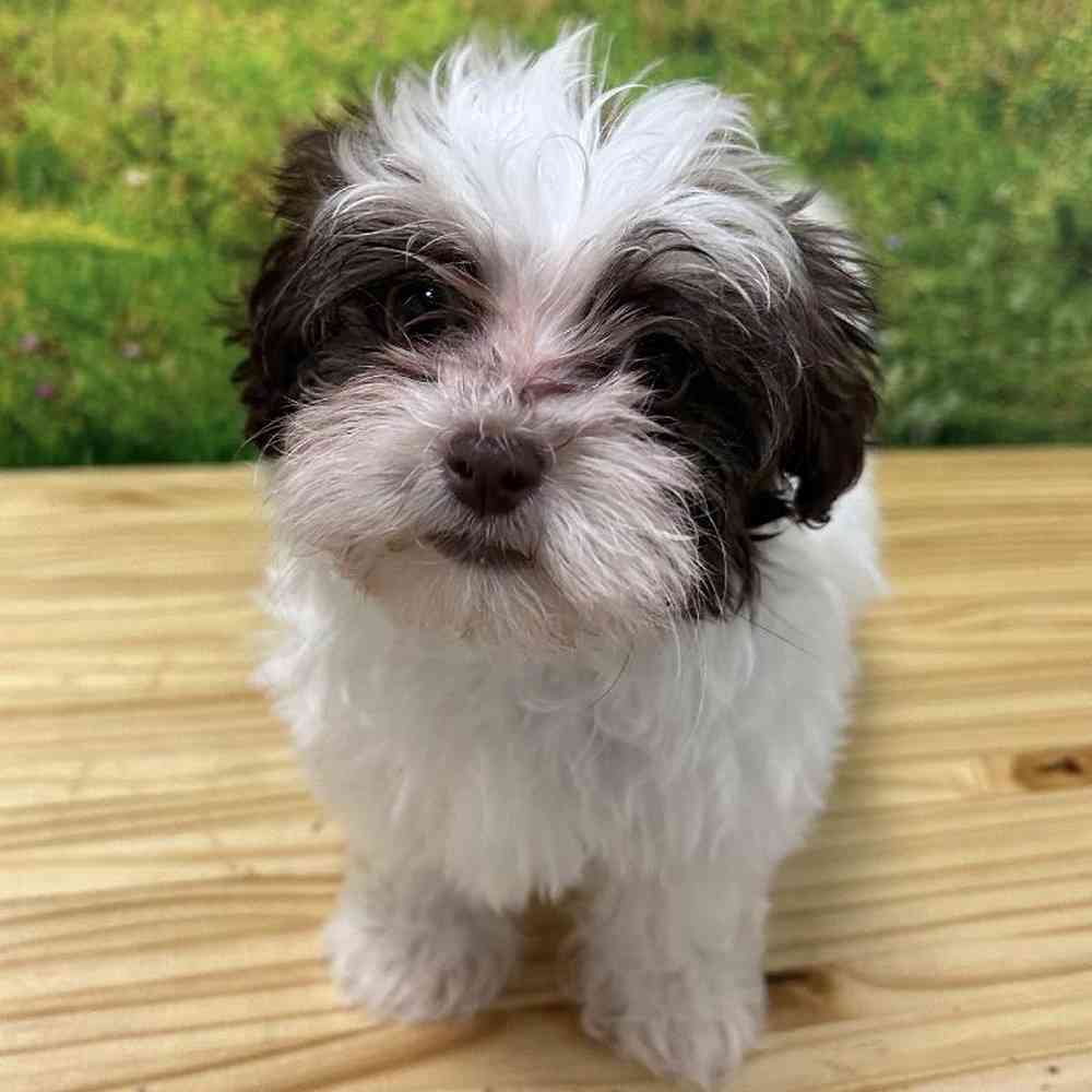 Female Havanese Puppy for Sale in Lee's Summit, MO