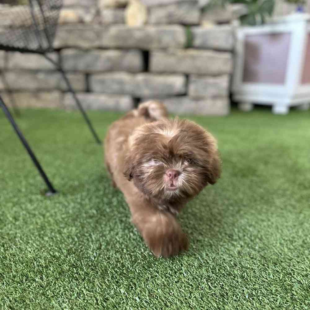 Male Shih Tzu Puppy for Sale in Lee's Summit, MO