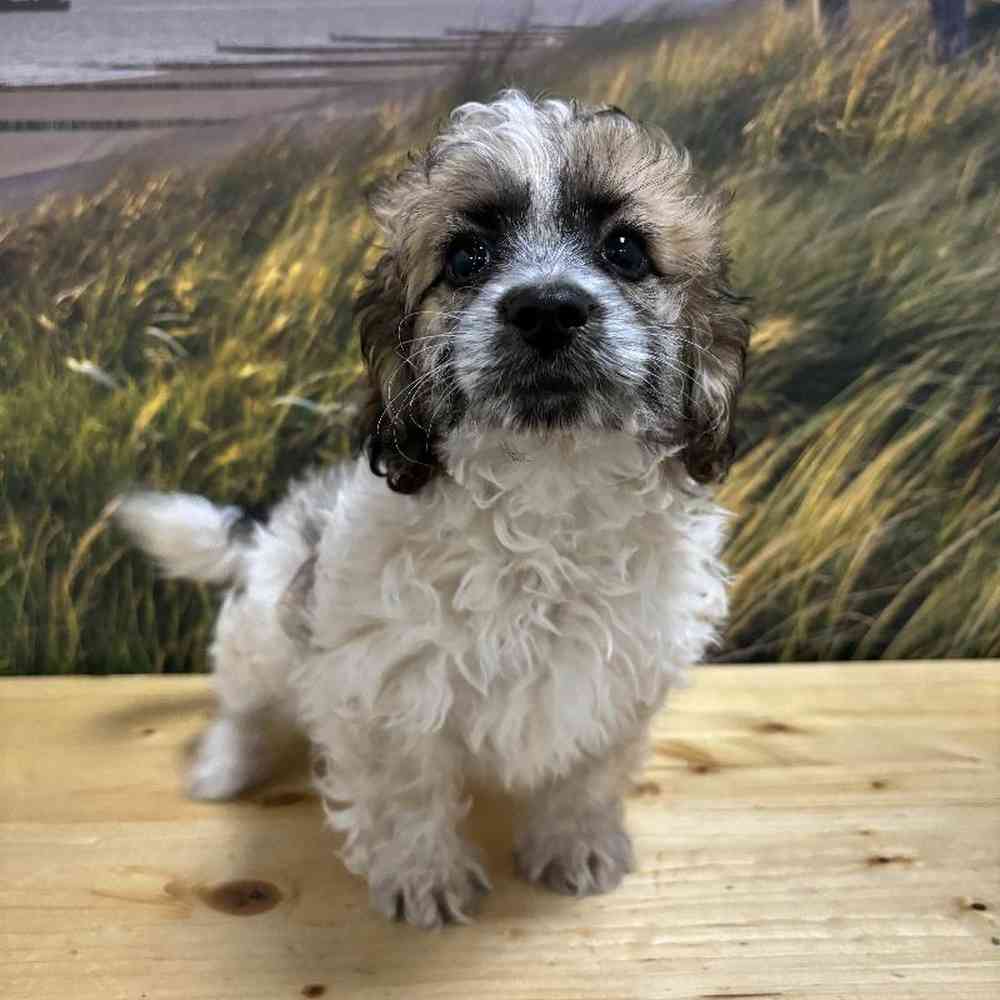 Male Doxie-Poo Puppy for Sale in Lee's Summit, MO