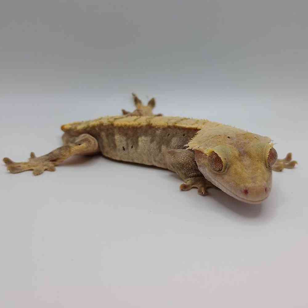 Male Crested Gecko Reptile for Sale in Lee's Summit, MO