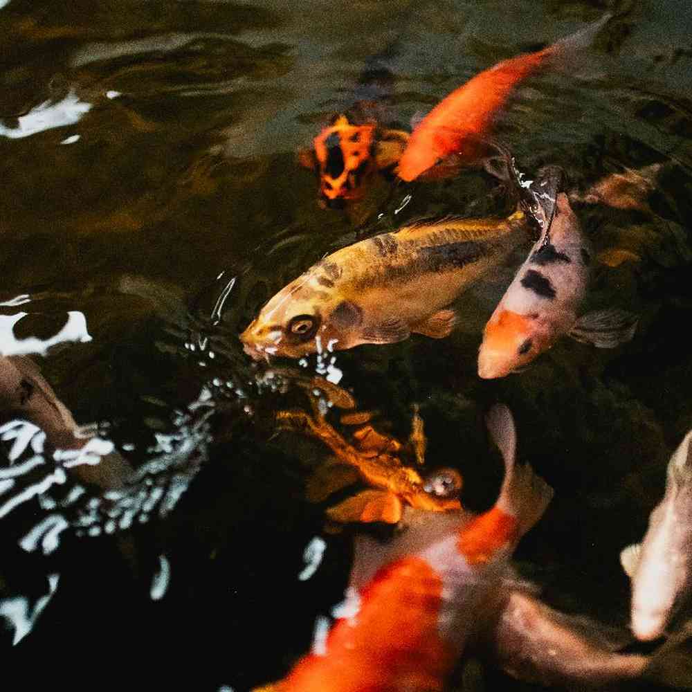 Unknown Frehwater fish Freshwater Fish for Sale in Lee's Summit, MO