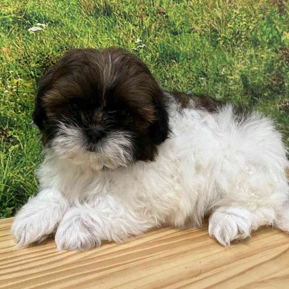 Female Shih Tzu Puppy for Sale in Lee's Summit, MO