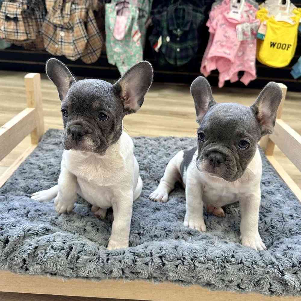 Female French Bulldog Puppy for Sale in Lee's Summit, MO