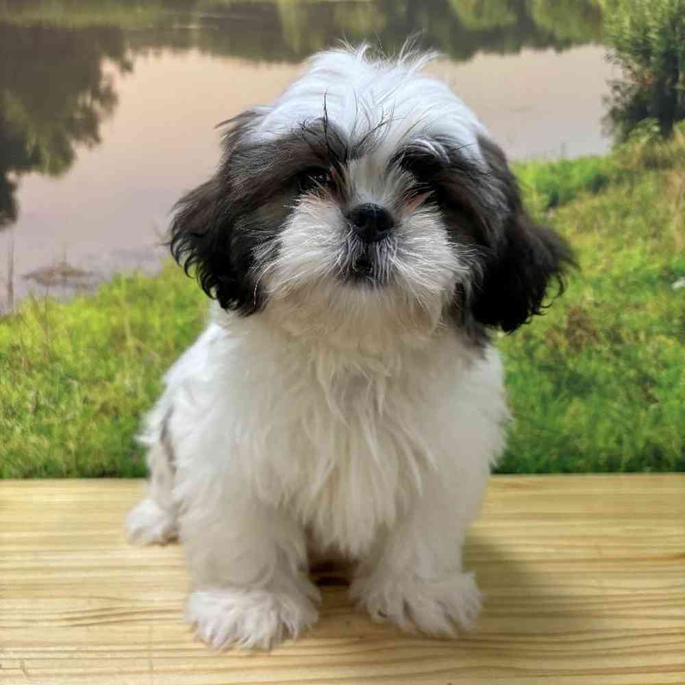 Male Shih Tzu Puppy for Sale in Lee's Summit, MO