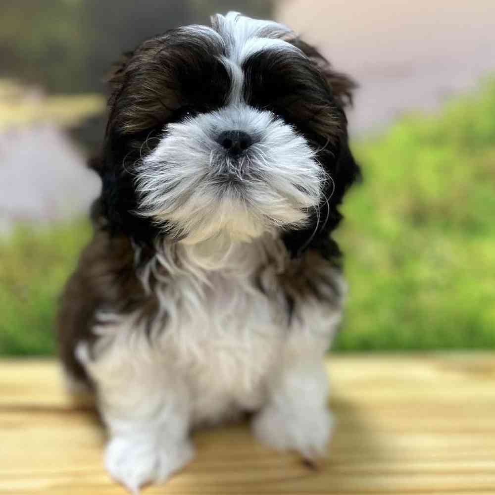Shih Tzu For Sale Summit Zoo