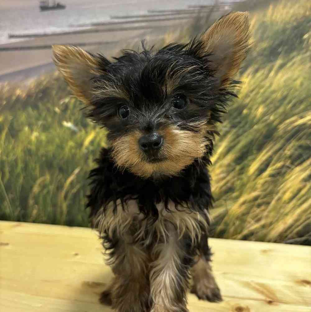 Male Yorkie Puppy for Sale in Lee's Summit, MO