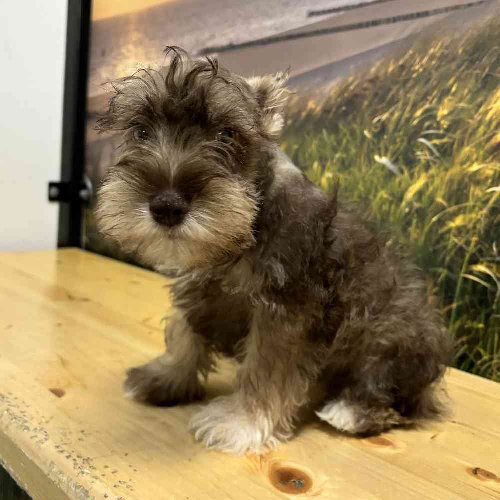 Male Mini Schnauzer Puppy for Sale in Lee's Summit, MO