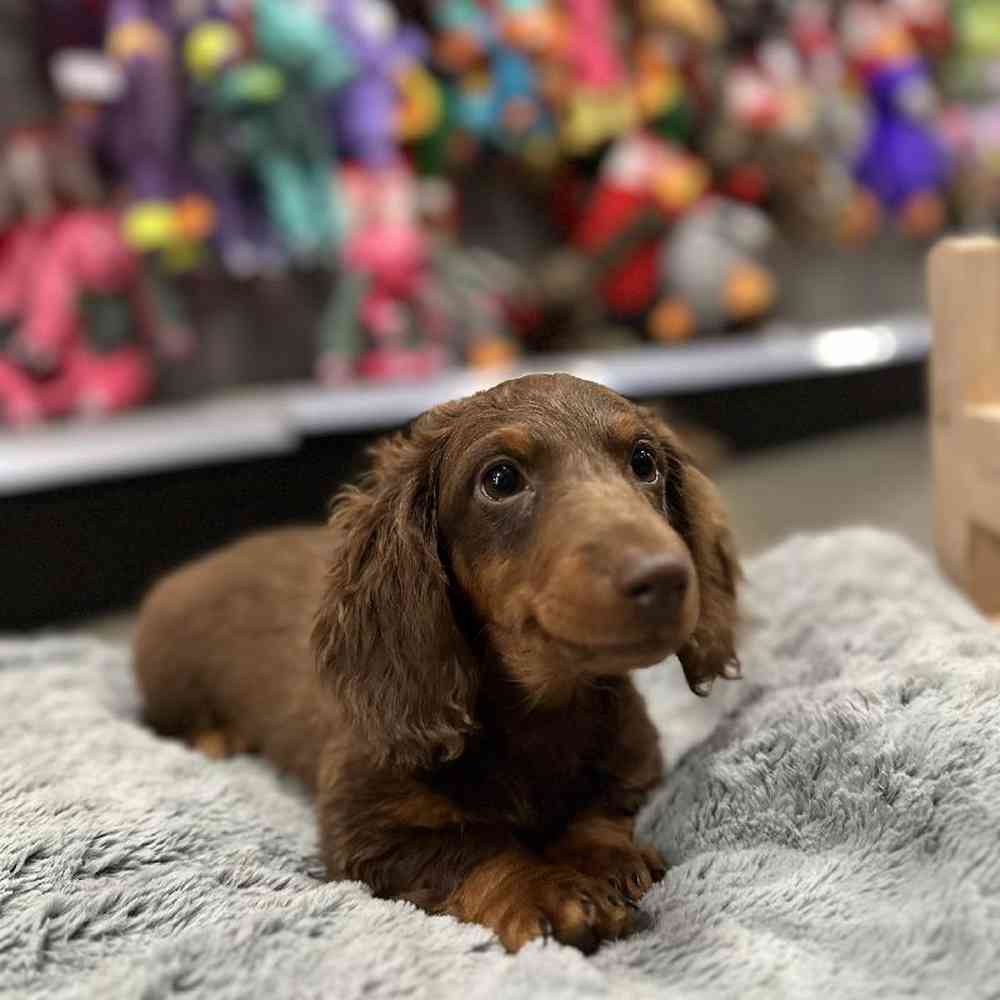 Dachshund For Sale Summit Zoo