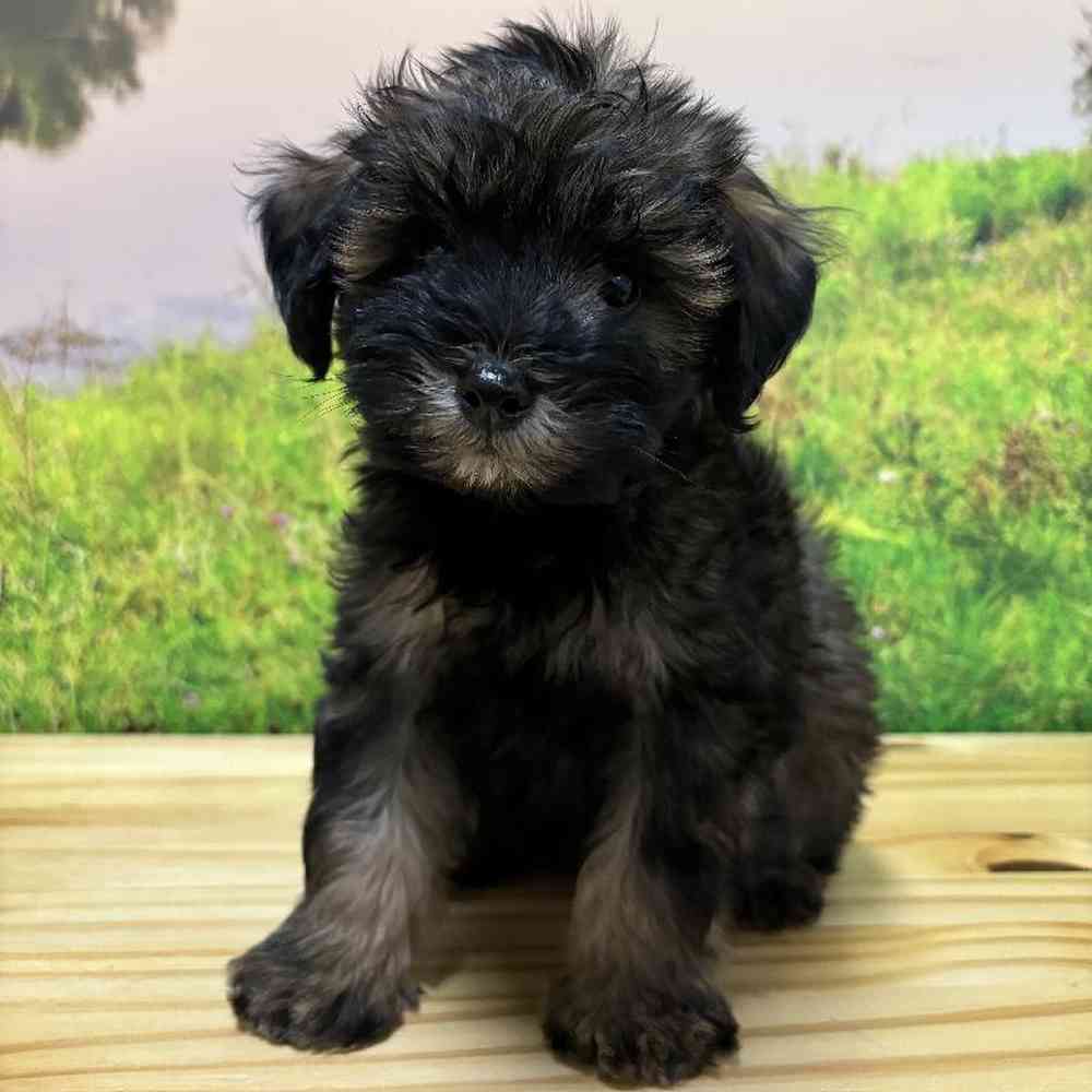 Male Schnoodle Puppy for Sale in Lee's Summit, MO