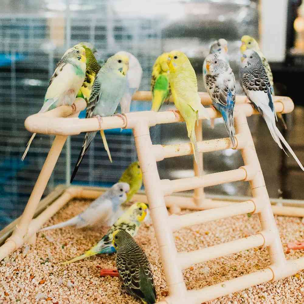 Unknown Parakeet Bird for Sale in Lee's Summit, MO