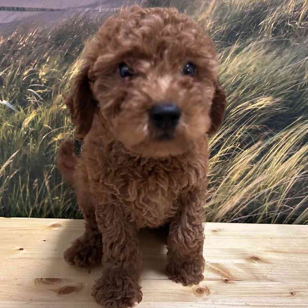 Male Goldendoodle Puppy for Sale in Lee's Summit, MO