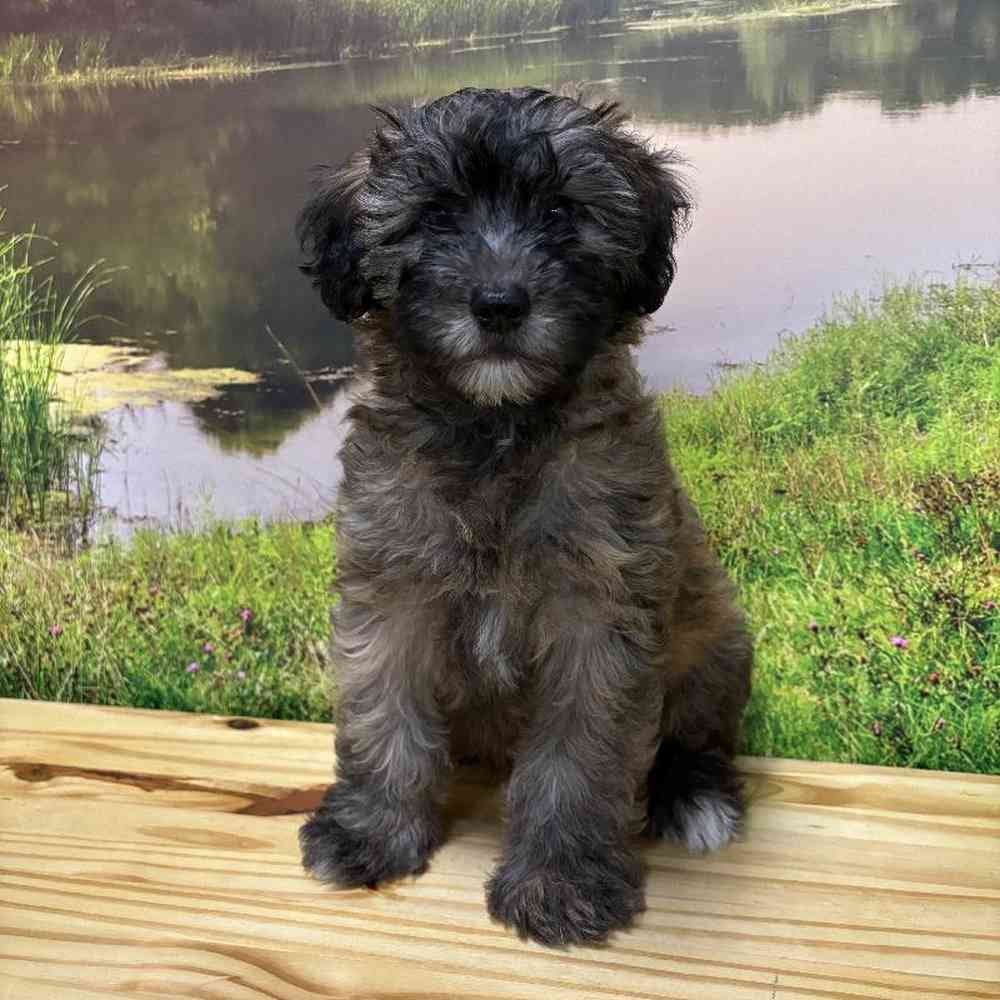 Male Mini Whoodle Puppy for Sale in Lee's Summit, MO