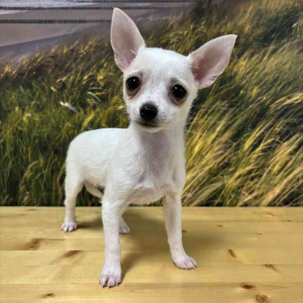 Female Chihuahua Puppy for Sale in Lee's Summit, MO