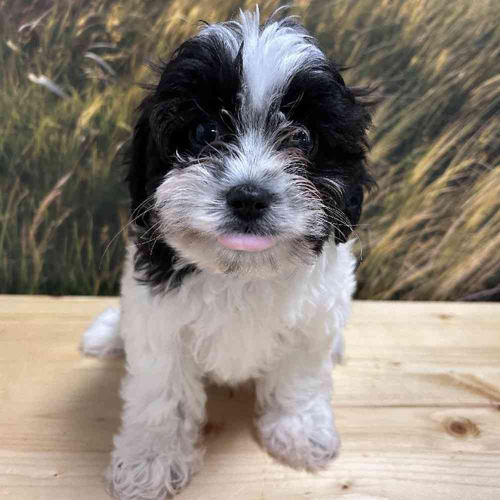 Female Cavapoo Puppy for Sale in Lee's Summit, MO