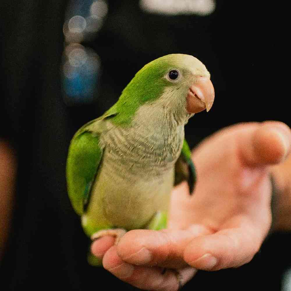 Unknown Quakers Bird for Sale in Lee's Summit, MO