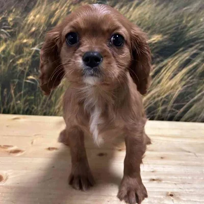 Female Cavalier King Charles Spaniel Puppy for Sale in Lee's Summit, MO