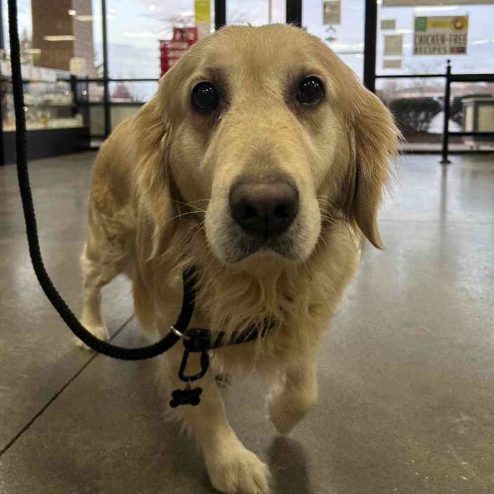 Female Golden Retriever (Adoption) Puppy for Sale in Lee's Summit, MO