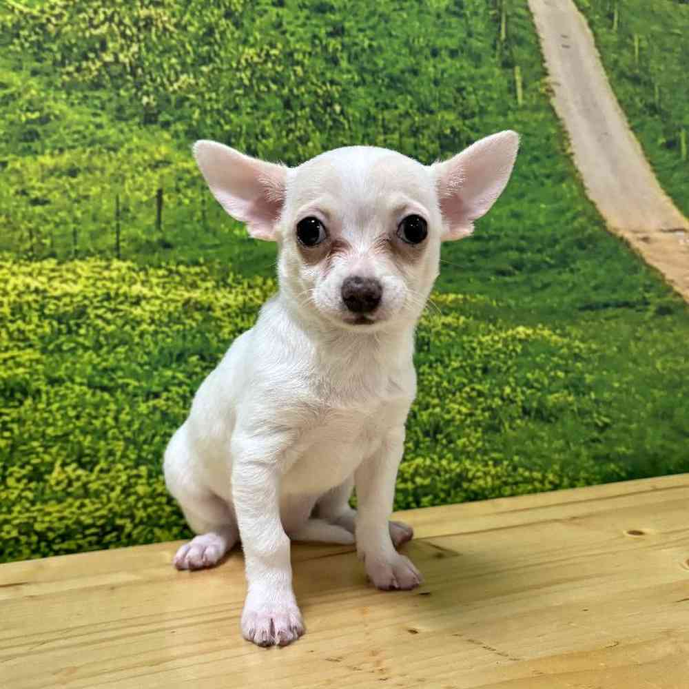 Female Chihuahua Puppy for Sale in Lee's Summit, MO