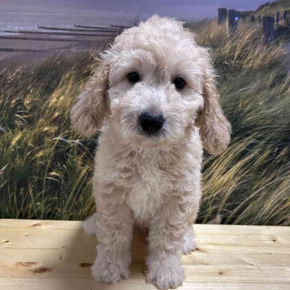 Male Mini Goldendoodle Puppy for Sale in Lee's Summit, MO